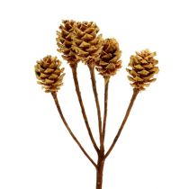 Product Salignum light 4-6 flowers on branch Leucadendron 100 pcs