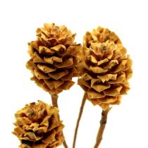 Product Salignum light 4-6 flowers on branch Leucadendron 100 pcs
