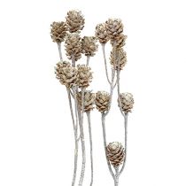 Product Salignum whitewashed protea on a stem 25pcs