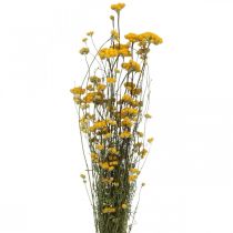 Bunch of curry shrub, yellow dried flower, golden sun, Italian helichrysum L58cm 45g