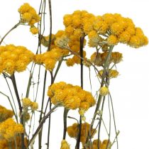 Bunch of curry shrub, yellow dried flower, golden sun, Italian helichrysum L58cm 45g