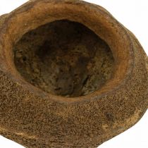 Product Natural Sapucaia Nut Plant Pot 14cm x 10cm Set of 3