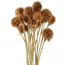 Product Scabiosa dried natural scabiosa dried flowers H50cm 100g