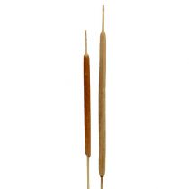 Product Reed Cob Mix Natural Decorative Reed 70cm 100 Pcs