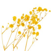 Product Dried Gypsophila Dried Flowers Yellow Baby's Breath. Decorative flowers for seasonal centrepieces 70cm