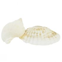 Product Snail Shell Decoration Natural White Maritime Table Decoration 350g