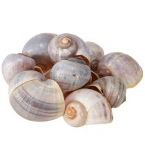Product Snail shells nature 1kg