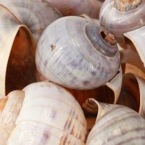 Product Snail shells nature 1kg