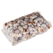 Product Snail shells nature 1kg