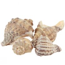 Snail shell decoration sea snails brown cream 4-6cm 300g