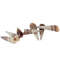 Snail shells decorative sea snails Turritella 4.5–5.5cm 300g