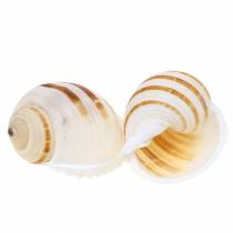 Sea snail barrel snail natural 10-12cm 4pcs