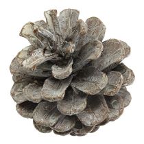 Product Black pine cones 5-9cm white washed 1kg