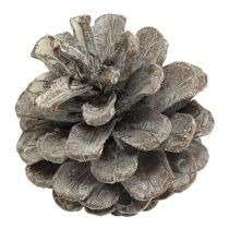 Product Black pine cones 5-9cm White washed 1kg