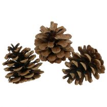 Black pine cones 5cm natural 5pcs