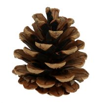Black pine cones 5cm natural 5pcs