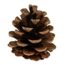 Product Black pine cones 5cm natural 5pcs