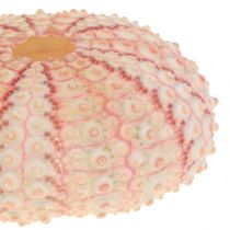 Product Sea Urchin Pink Maritime Decoration 36pcs