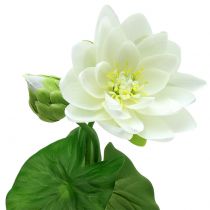 Water Lily White 75cm