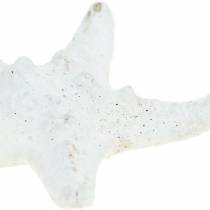 Product Knobs starfish white 30pcs