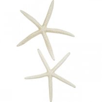Product Starfish decoration white, sea decoration 15-17cm 10pcs