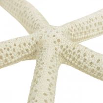 Product Starfish decoration white, sea decoration 15-17cm 10pcs