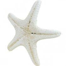 Product White Starfish Decoration, Dried Starfish for Crafting 7-11cm 15pcs