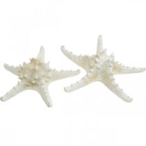 Product Decorative starfish large dried white knobbed starfish 19-26cm 5 pcs