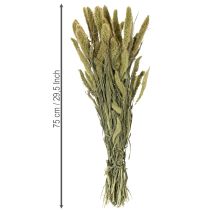 Product Bristlegrass Foxtail millet (Setaria) Dried flowers for rustic and stylish home accessories 75cm 220g