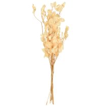Product Dried Lunaria Money Plant Honesty Champagne 65-70cm 20g