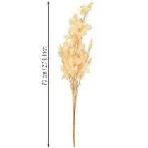 Product Dried Lunaria Money Plant Honesty Champagne 65-70cm 20g