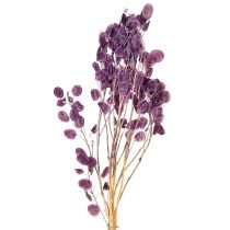 Product Dried Lunaria Honesty Dried Flowers Purple 65-70cm 20g
