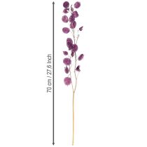 Product Dried Lunaria Honesty Dried Flowers Purple 65-70cm 20g