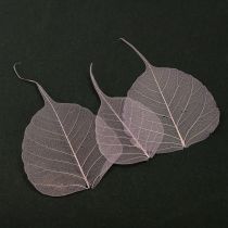 Product Skeleton leaves Bodhi leaves skeletonized purple 5-15cm 200 pieces