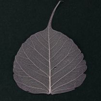 Product Skeleton leaves Bodhi leaves skeletonized purple 5-15cm 200 pieces