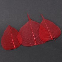 Product Skeleton leaves Bodhi leaves skeletonized red 5-15cm 200 pieces