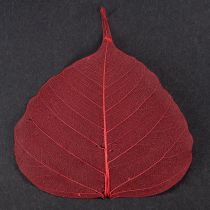 Product Skeleton leaves Bodhi leaves skeletonized red 5-15cm 200 pieces