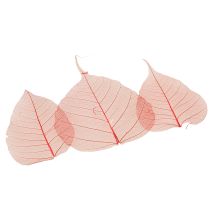 Product Skeletonized Bodhi decorative leaves for floristry and crafts