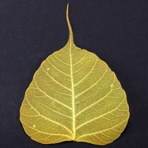 Product Skeleton leaves, poplar fig leaves, yellow, 5-15 cm, 200 pieces