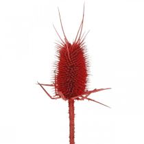 Product Red cardoons 1kg