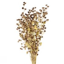 Product Dried flowers decoration decorative branches Stefani branch 95cm 200g