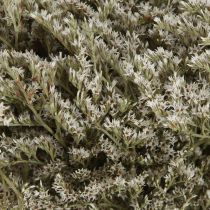 Product Sea lavender Statice Tatarica dried flowers natural 2kg