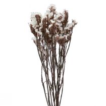 Product White sea lavender (Limonium) dried flowers, 60cm, 35g