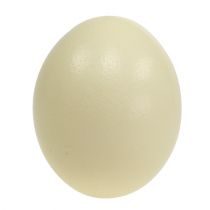 Product Ostrich egg nature blown empty decoration