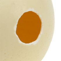 Product Ostrich egg, natural, blown out, empty, decoration