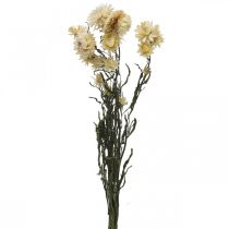 Dry decoration straw flower cream helichrysum dried 50cm 30g