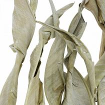 Strelitzia leaves dried green frosted 45-80cm 10pcs