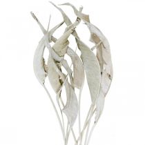 Strelitzia leaves washed white dried 45-80cm 10pcs