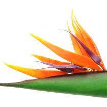 Strelitzia Bird of Paradise 95cm