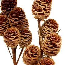 Strictum 6 - 9 heads 25pcs